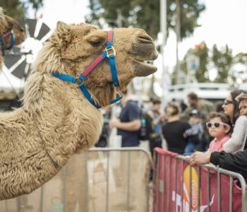 Camel at Adelaide 4WD Show
