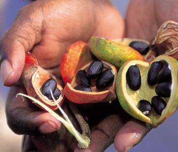 Native Bush Tucker