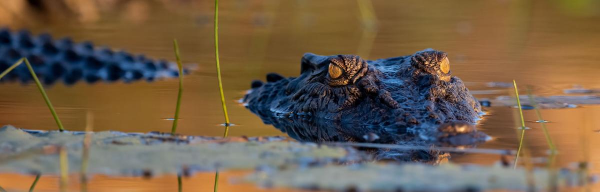 Corcodile
