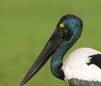 Jabiru (black-necked-stork)