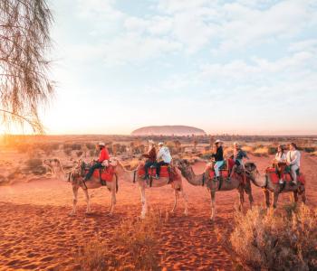 A tour group riding camels with Uluru in the background at sunset