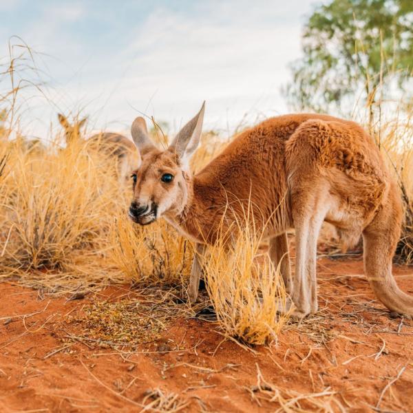 Kangaroo movie campaign
